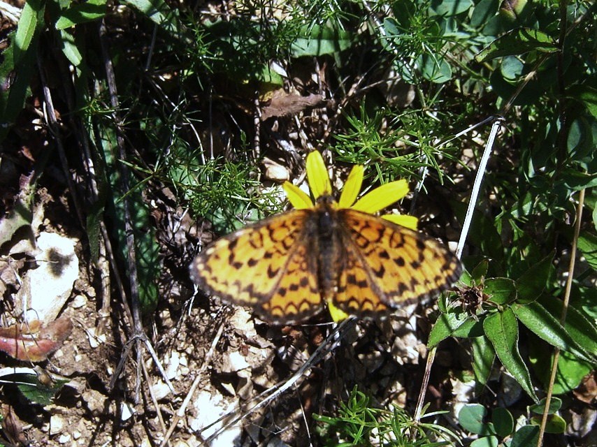 Melitaea